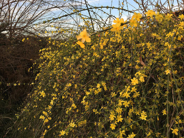 Melati Musim Dingin (Jasminum nudiflorum)