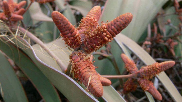 Welwitschia mirabilis