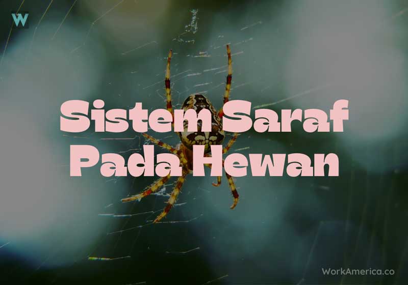 Sistem Saraf pada Hewan