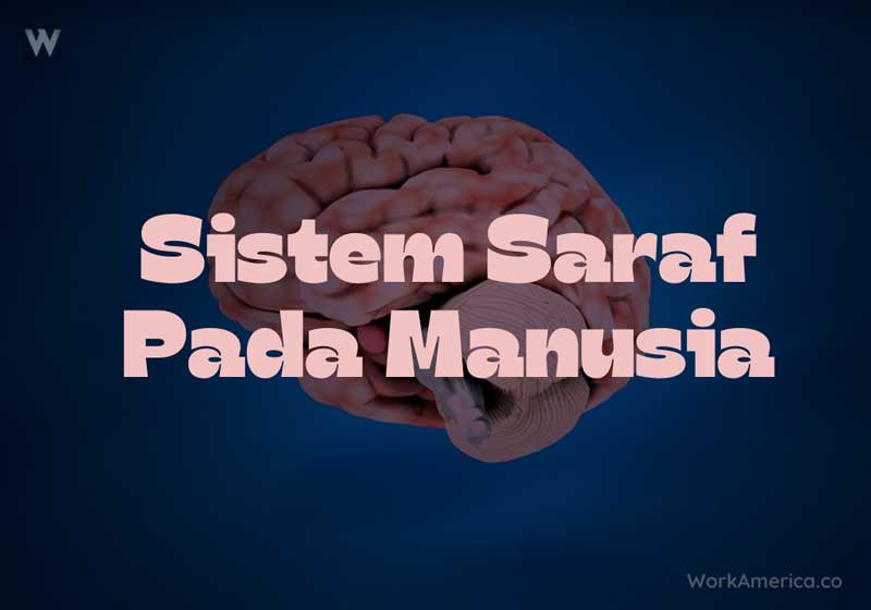 Sistem Saraf Pada Manusia