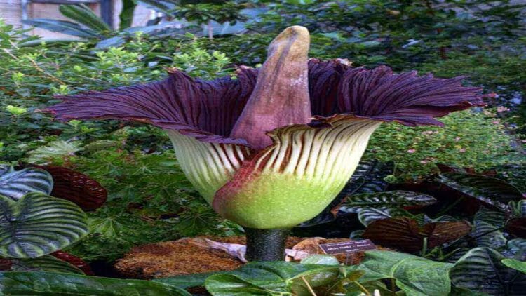  Amorphophallus titanium