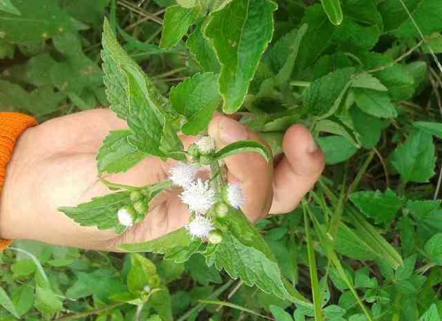  memiliki efek antiinflamasi