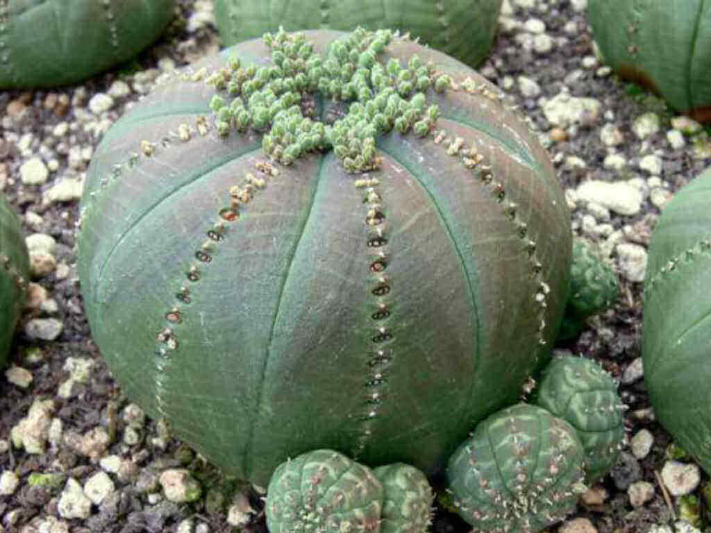  Euphorbia obesa