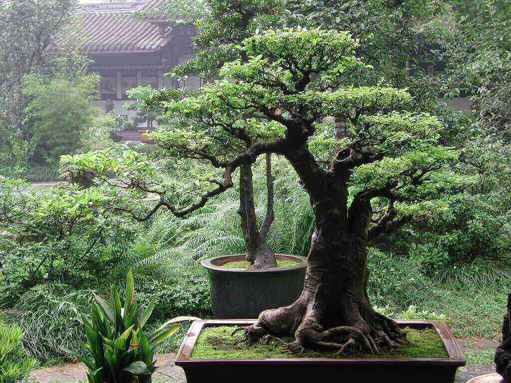 adansonia sp.