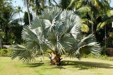 pohon palm