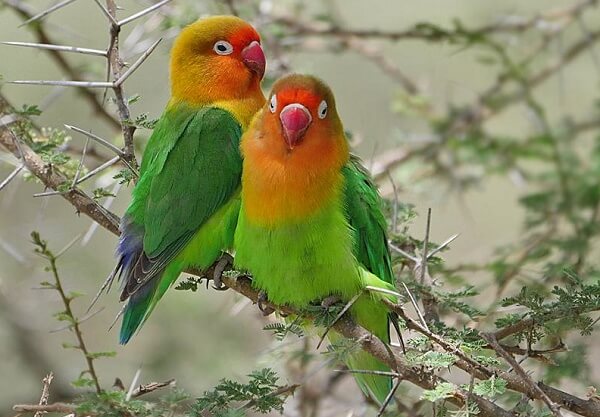 burung Lovebird Fischer