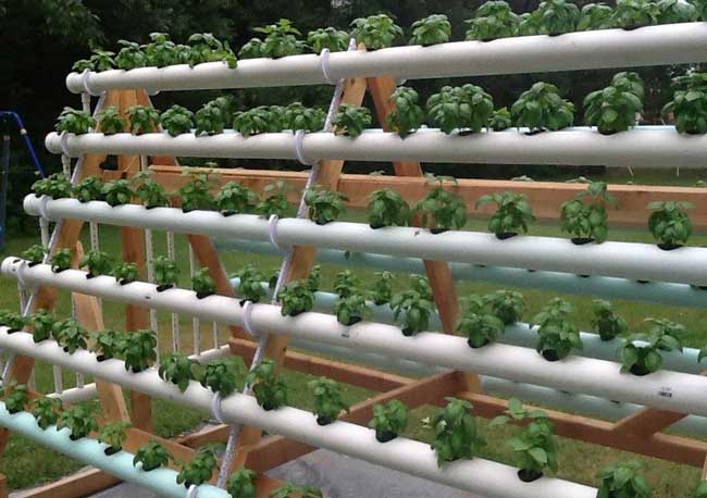 Teknik Hydroponic Kultur Air