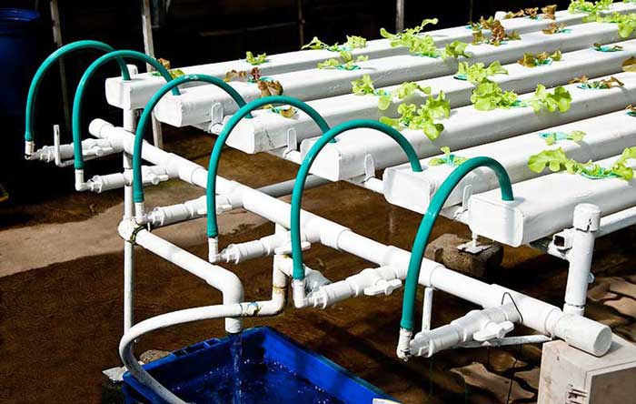 Teknik Hydroponic Nutrient Film