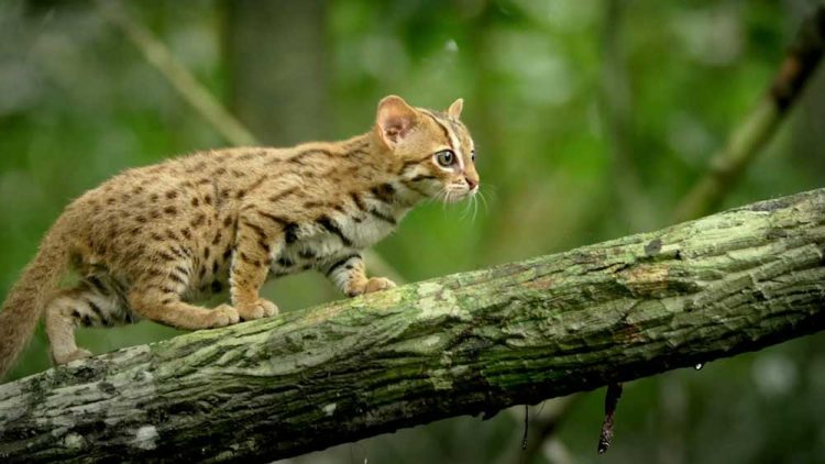 Macan Akar A K A Kucing Hutan Kok Dipiara