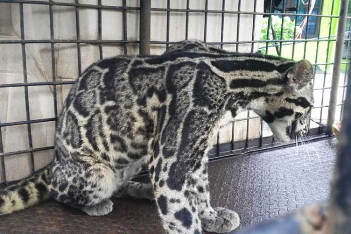 gambar macan dahan kalimantan