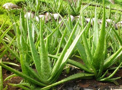 tanaman lidah buaya di kebun