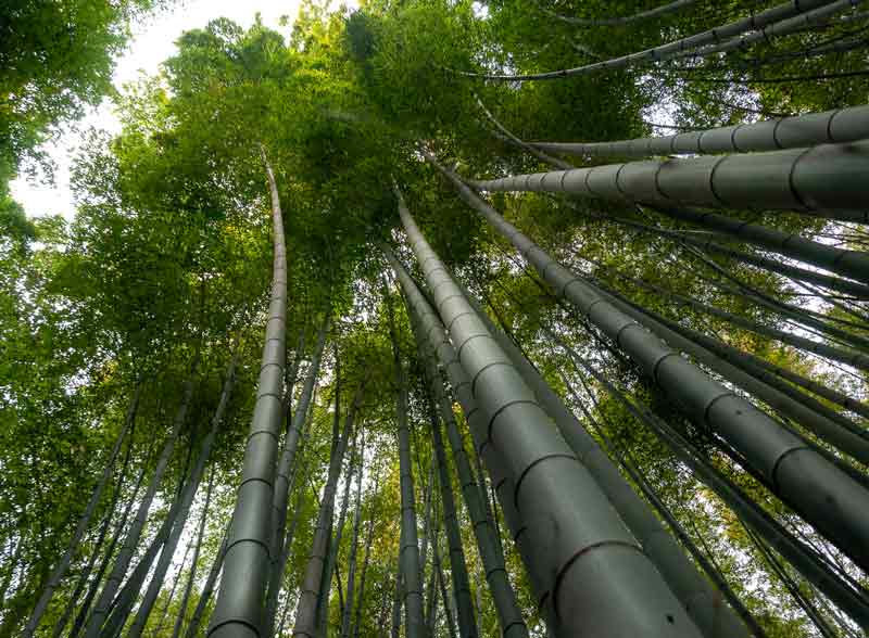 Bambu Berkembang Biak dengan Cara