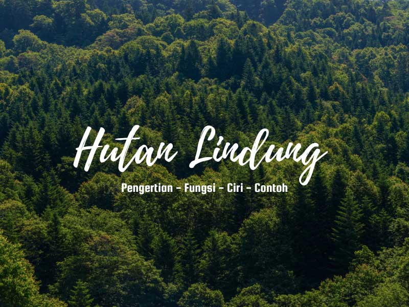 hutan lindung di indonesia